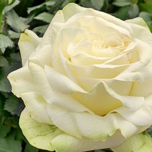 観葉植物,はなはな,花のある暮らし,花の写真,花のある生活の画像