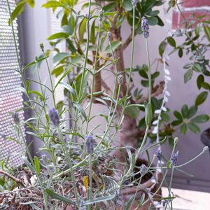 花のある暮らし,植物のある暮らし,4月,われら17年組,ベランダの画像