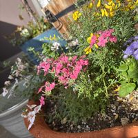 エニシダ,タピアン,ベランダー,花のある暮らし,バルコニー/ベランダの画像