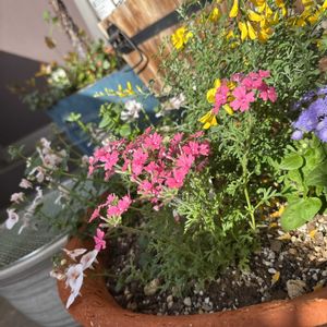 エニシダ,タピアン,ベランダー,花のある暮らし,バルコニー/ベランダの画像