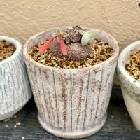 アデニウム,断崖の女王,アデニウム・オべスム,シンニンギア,シンニンギア・レウコトリカの画像