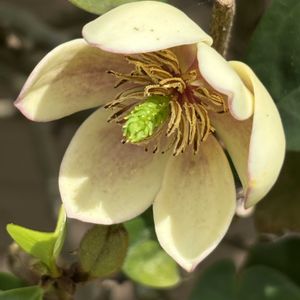 カラタネオガタマ,散歩,クリーム色の花の画像