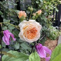 宿根草,クラウンプリンセスマルガリータ,クレマチス ロゼア,クレマチス ロゼア,ガーデニングの画像