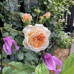 宿根草,クラウンプリンセスマルガリータ,クレマチス ロゼア,クレマチス ロゼア,ガーデニングの画像