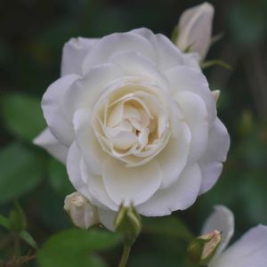 バラ,アイスバーグの画像