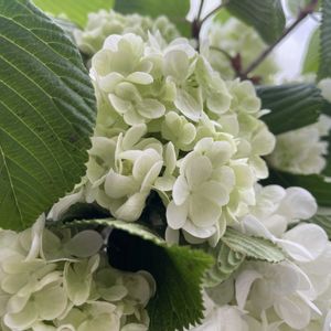 オオデマリ,癒し,花のある暮らし,ありがとう♡,お花大好き♡の画像