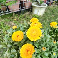 キンセンカの画像