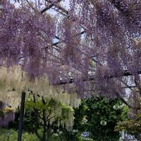 アヤメ,ハナミズキ,ハナミズキ,フジ,一才藤の画像