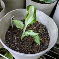 ギボウシ,アレガンフォグ　Allegan Fog,アレックスサマーズ　Alex Summers,アランＰマコーネル　Allan P. McConnell,アンチョーチ　Antiochの画像