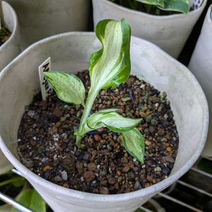 ギボウシ,アレガンフォグ　Allegan Fog,アレックスサマーズ　Alex Summers,アランＰマコーネル　Allan P. McConnell,アンチョーチ　Antiochの画像