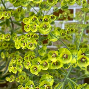 ユーフォルビアアスコットレインボー,ほったらかし,花のある暮らし,みどりのある暮らし,小さな楽しみの画像