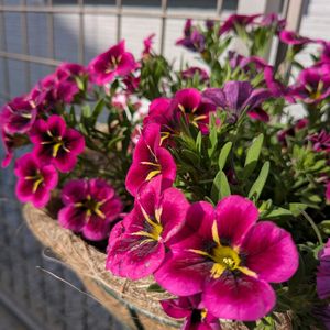 寄植え,ハンギング,小さな庭,玄関アプローチ,庭の画像