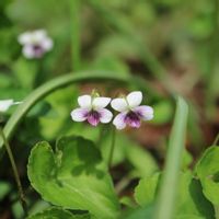 スミレ,タチツボスミレ,ヒゴスミレ,マルバスミレ,ツボスミレの画像