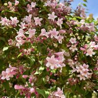 ウツギ,散歩道,山野草,꒰ღ˘◡˘ற꒱かわゅ~,斑入り葉っぱの画像