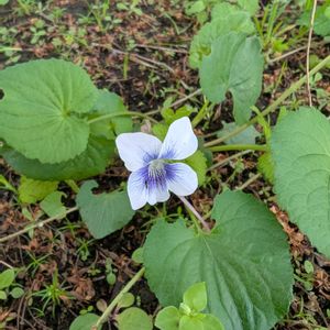 スミレ,畑の画像