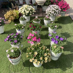 サフィニア,サフィニアアート,サフィニアプチ,サフィニアプレミアム,ガーデニングの画像