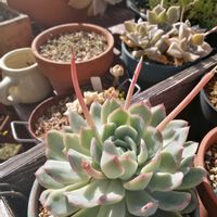 ガーデニング,多肉棚,ウッドデッキ,多肉植物とサボテン,タニパトの画像