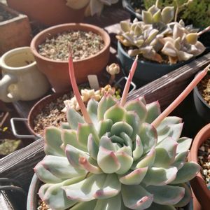 ガーデニング,多肉棚,ウッドデッキ,多肉植物とサボテン,タニパトの画像