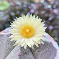 サボテン,鸞鳳玉,ランポー,四角ランポー,サボテンの花✨の画像