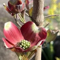 オオデマリ,ジューンベリー,ビバーナム,ハナミズキ,ハナミズキ　赤の画像