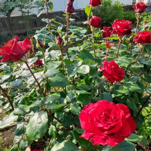 オルレア,サルビア ネモローサ カラドンナ,レッドクィーン,咲いてくれてありがとう❤,薔薇愛同盟の画像