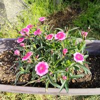 ナデシコの画像