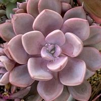 ルル,多肉植物,多肉植物とサボテン,タニラー,多肉植物大好きの画像