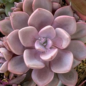 ルル,多肉植物,多肉植物とサボテン,タニラー,多肉植物大好きの画像