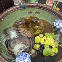 スイレン,観察,グリーン,成長記録,植欲の画像