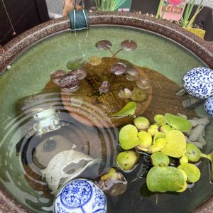 スイレン,観察,グリーン,成長記録,植欲の画像