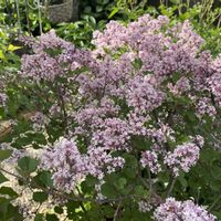 ライラック,姫ライラック,癒し,花のある暮らし,ありがとう♡の画像