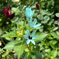 タンポポ,ウズラバタンポポ,クレマチス 天塩,イキシア ビリディフローラ,桃色たんぽぽ（クレピス）の画像