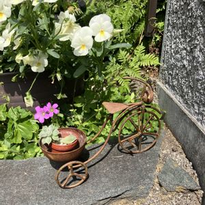 ビオラ, 山野草,和風の庭,玄関アプローチの画像