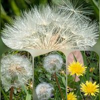 タンポポ,イロハモミジ,京都御所.,みんなマイナンバー持ち♡,あちら迄歩き反対側から帰りました。の画像