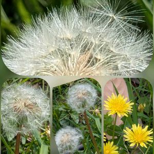 マツ,タンポポ,イロハモミジ,京都御所.,みんなマイナンバー持ち♡の画像