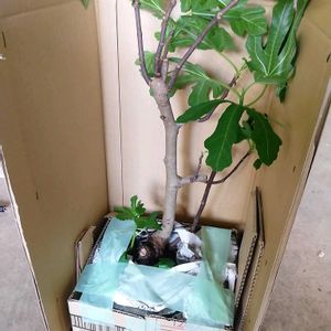 盆栽,庭木,山野草,道の駅,メルカリの画像