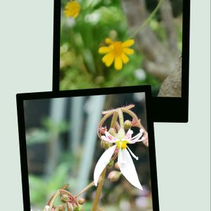 ダールベルグデージー,ユキノシタ,花壇,マイガーデン,毎年咲くの画像