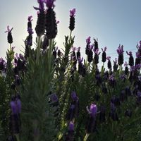 ラベンダーの画像