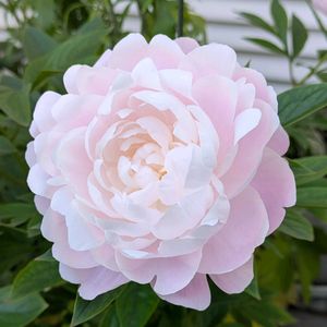 芍薬(シャクヤク）,バラ、薔薇、ばら,バラ、薔薇、ばら,花壇,植えっぱなしの画像