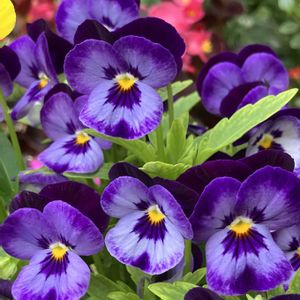 ビオラ・パンジー,紫色の花,#ガーデニング,エクステリアの画像