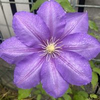 クレマチス,シャガ,元気もらえる,お花のある暮らしの画像