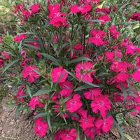 ナデシコ,可愛い,ピンクの花,和む,花のある暮らしの画像