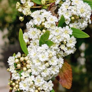 小手毬（こでまり）,庭木,白い花,植栽,庭の画像