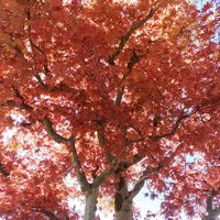 モミジ,赤組♪,庭の画像