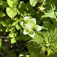 ニリンソウ,ミドリニリンソウ,キュンキュン乙女倶楽部,お出かけ先の画像