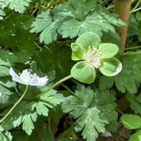 ニリンソウ,ミドリニリンソウ,キュンキュン乙女倶楽部,お出かけ先の画像