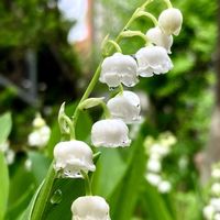 スズラン,iPhone撮影,庭の画像