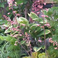 チドリソウ,ヒューケラ,宿根草,斑入りアマドコロ(ナルコラン),半日陰の画像