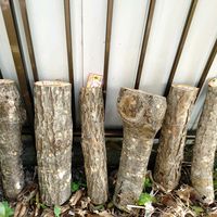 エニシダ,ハナミズキ,椎茸,椎茸,椎茸の画像