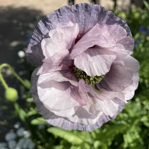 ポピー　アメージンググレイ,地植え,ニュアンスカラー,グレイッシュ,ポピー　アメージング・グレイの画像